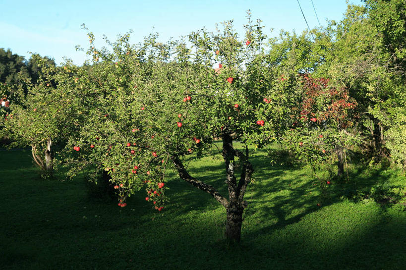 无人,果园,横图,室外,白天,农业,美景,苹果,挪威,景观,乡村,云,树,天空,自然,景色,摄影,生长,宁静,自然风光,苹果树,彩图