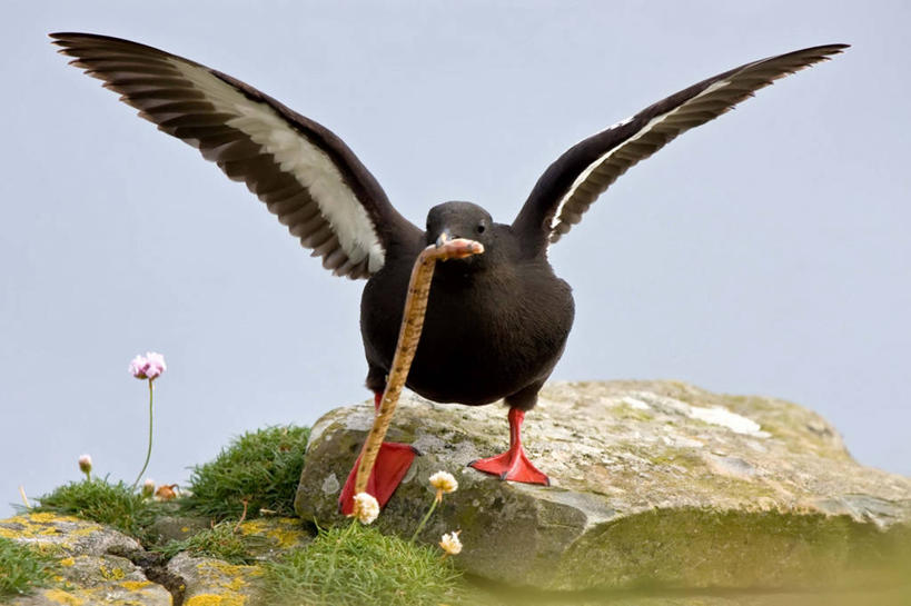 无人,吃,横图,室外,海鸟,野生动物,羽毛,英国,鸟类,捕食,自然,摄影,万里无云,喂养,海鸽,设得兰群岛,岩石,彩图,动物行为