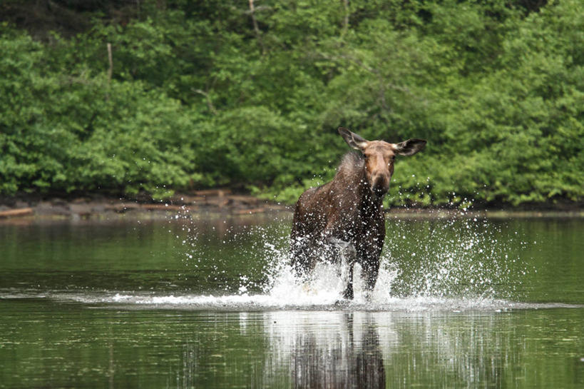 无人,站,横图,室外,白天,湖,水,哺乳动物,野生动物,加拿大,溅,反射,自然,动物,摄影,国家公园,驼鹿,彩图