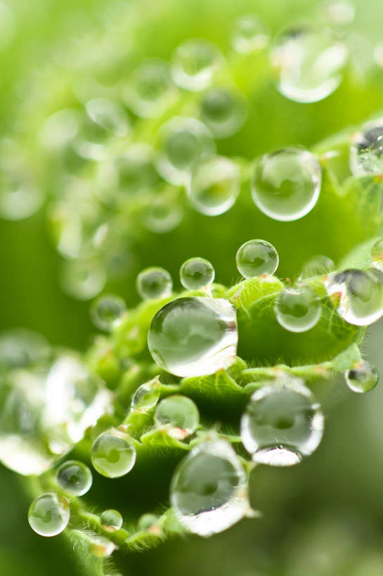 无人,竖图,室外,特写,白天,水,叶子,加拿大,水滴,摄影,脆弱,清新,纯净,魁北克,彩图