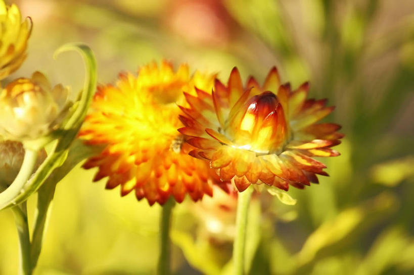 无人,横图,室外,特写,白天,美国,花,花瓣,自然,摄影,潮湿,脆弱,清新,新墨西哥,湿润,阿尔伯克基,彩图