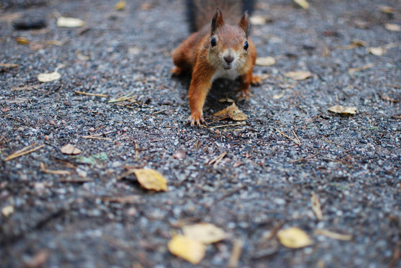 无人,横图,室外,白天,野生动物,叶子,芬兰,陆地,首都,松鼠,摄影,肖像,机敏,赫尔辛基,彩图,好奇心