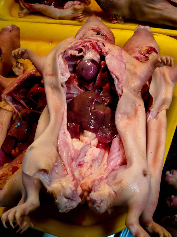 无人,竖图,室内,特写,秘鲁,市场,饮食,零售,摄影,清新,豚鼠,彩图