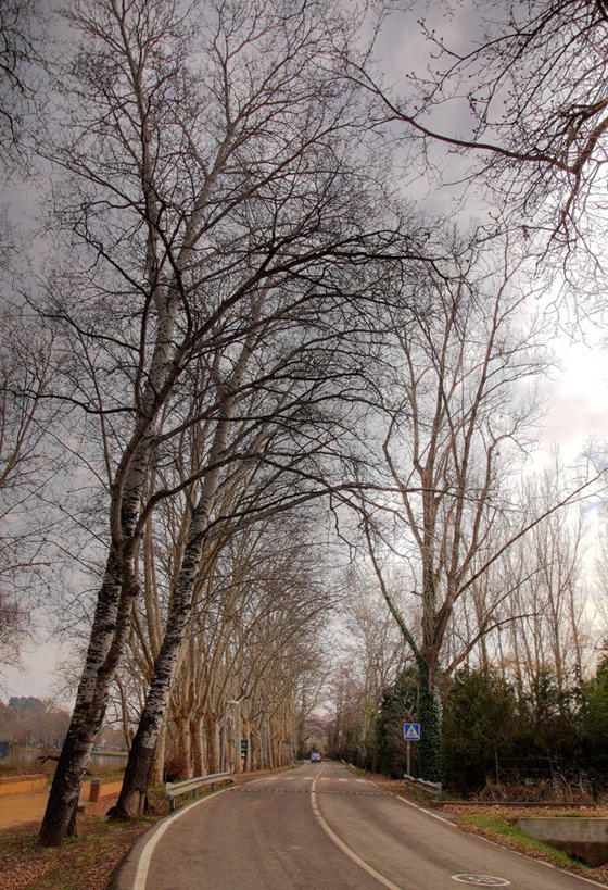 无人,竖图,室外,白天,路,汽车,西班牙,弯曲,路标,云,树,天空,自然,运输,摄影,赫罗纳省,彩图