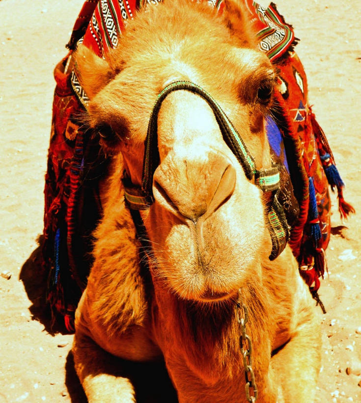 无人,坐,竖图,室外,特写,白天,约旦,骆驼,家畜,放松,摄影,肖像,彩图