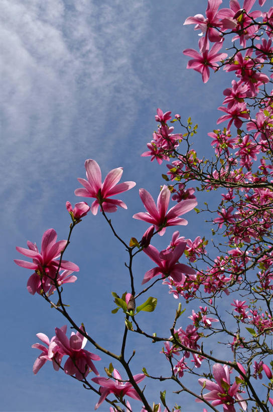 无人,竖图,室外,白天,仰视,玉兰花,荷兰,盛开,枝,花蕾,花,花瓣,花朵,鲜花,树,粉色,自然,花苞,花蕊,摄影,生长,脆弱,清新,辛夷,木兰花,鹿特丹,玉兰,应春花,木兰,白玉兰,玉树,彩图,低角度拍摄,望春,玉堂春