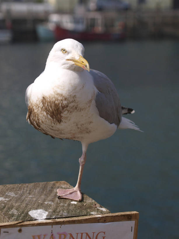 无人,竖图,室外,白天,海鸥,野生动物,英国,鸟类,摄影,黑脊鸥,彩图