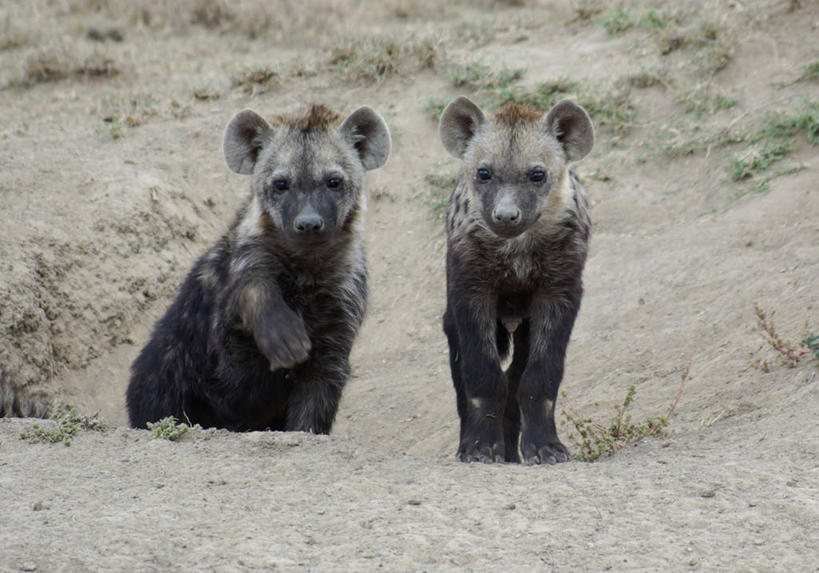 无人,横图,室外,野生动物,肯尼亚,动物,两只,摄影,幼兽,鬣狗,彩图