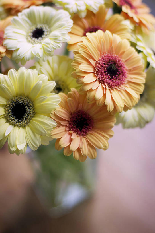 无人,竖图,室内,特写,美景,桌子,花瓶,美国,景观,非洲雏菊,花,自然,花束,景色,摄影,脆弱,清新,加利福尼亚,自然风光,彩图