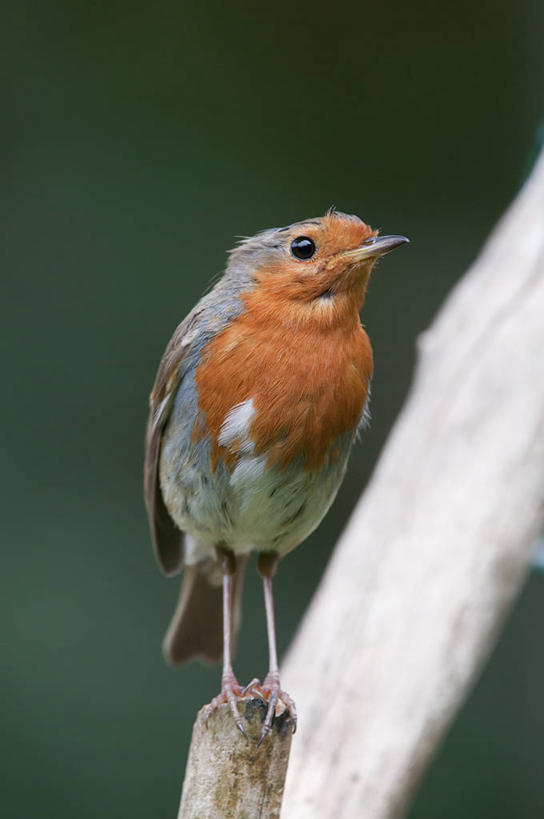 无人,竖图,室外,特写,白天,野生动物,英国,鸟类,知更鸟,枝,摄影,栖息,机敏,彩图