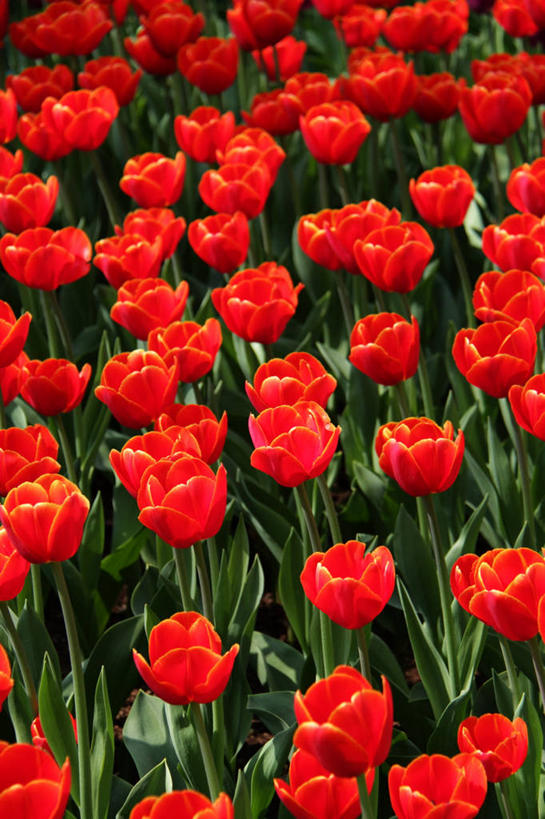 无人,竖图,室外,特写,白天,背景,美景,郁金香,荷兰,许多,花坛,景观,很多,花,花瓣,红色,自然,景色,摄影,生长,脆弱,清新,自然风光,库肯霍夫花园,彩图