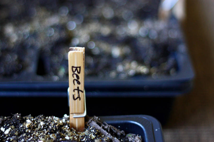 无人,横图,室外,特写,白天,通讯,加拿大,文字,种子,甜菜,温室,容器,摄影,英文字母,彩图