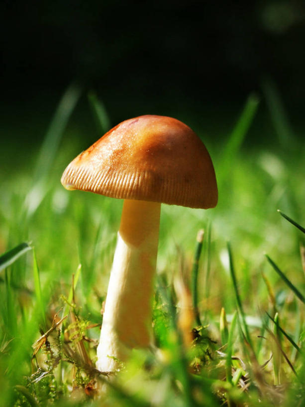 无人,竖图,室外,特写,白天,美景,英国,小的,景观,褐色,茎,草,自然,景色,摄影,生长,真菌,自然风光,毒蘑菇,彩图