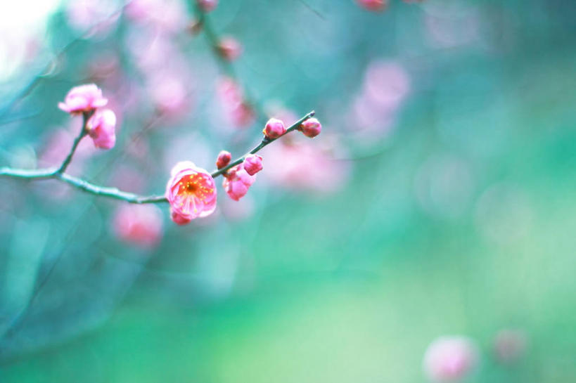 无人,横图,室外,特写,白天,日本,梅花,花,花朵,自然,春天,摄影,生长,脆弱,清新,大阪府,彩图