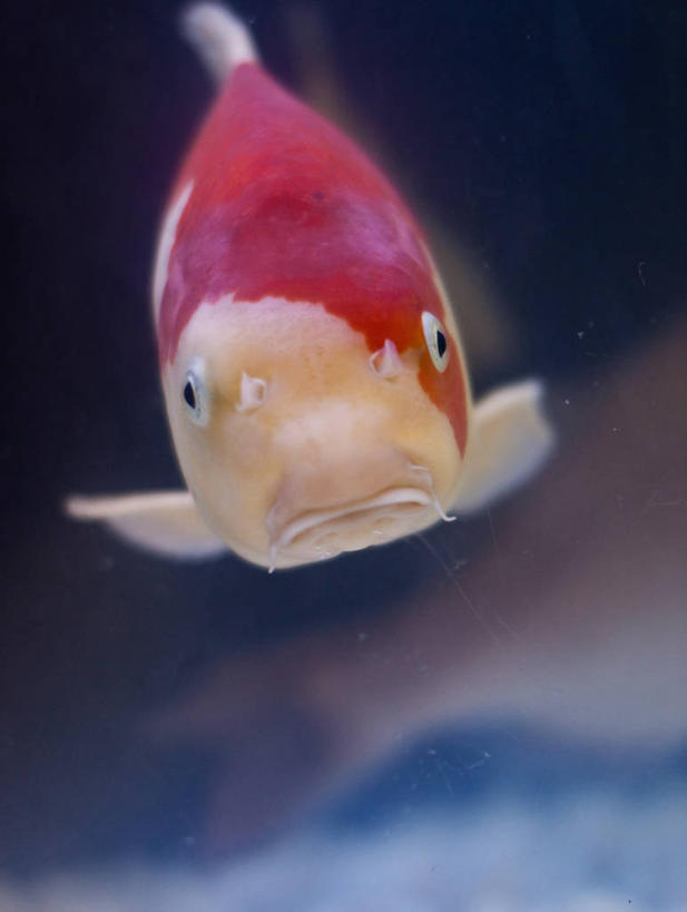 游泳,无人,竖图,特写,水下,东京,日本,首都,鱼类,动物,摄影,彩图