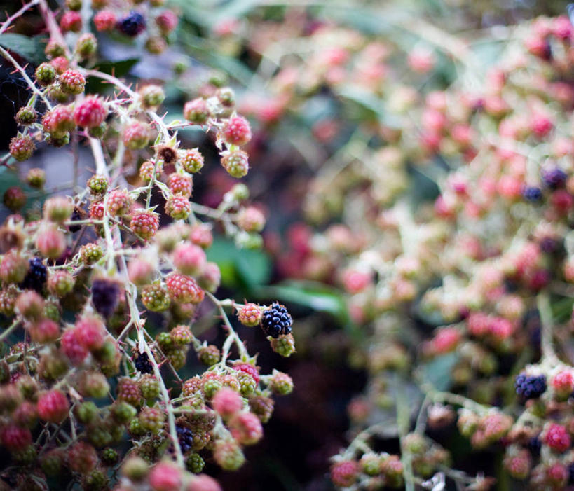 无人,横图,室外,白天,留白,水果,美国,吊挂,悬挂,丰富,挂,自然,摄影,灌木,清新,加利福尼亚,旧金山,嫩枝,黑刺莓,彩图