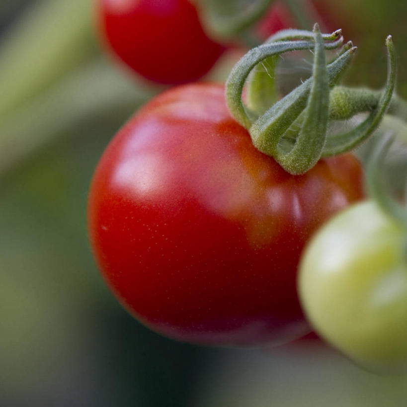 无人,方图,室外,特写,白天,西红柿,英国,茎,首都,饮食,三个,红色,摄影,生长,彩图