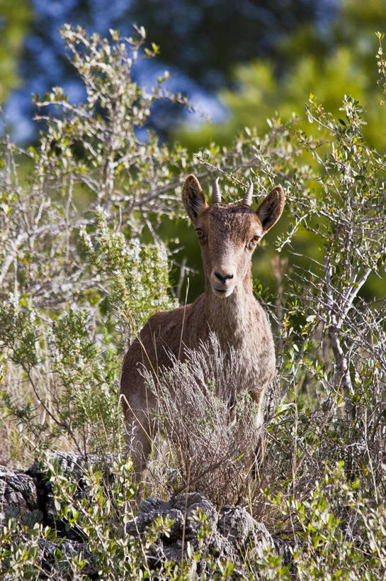 无人,竖图,室外,白天,森林,野生动物,羊,西班牙,格拉纳达,动物,可爱,摄影,活泼,野山羊,悬羊,山羊,彩图,西伯利亚北山羊,好奇心