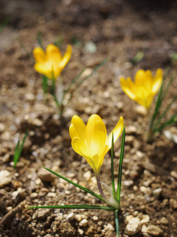 无人,竖图,室外,特写,白天,快乐,东京,日本,地形,首都,藏红花,花,花瓣,黄色,自然,春天,摄影,生长,保护,番红花,脆弱,西红花,彩图,世田谷区