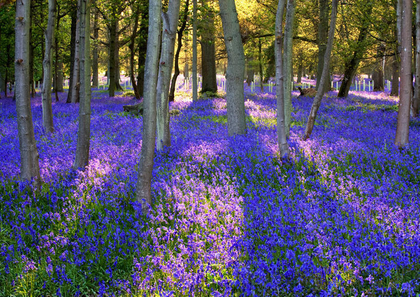 无人,横图,室外,白天,旅游,度假,美景,森林,日光,英国,花坛,景观,娱乐,花,树干,紫色,自然,享受,休闲,景色,放松,摄影,生长,宁静,自然风光,波克夏,野风信子,彩图