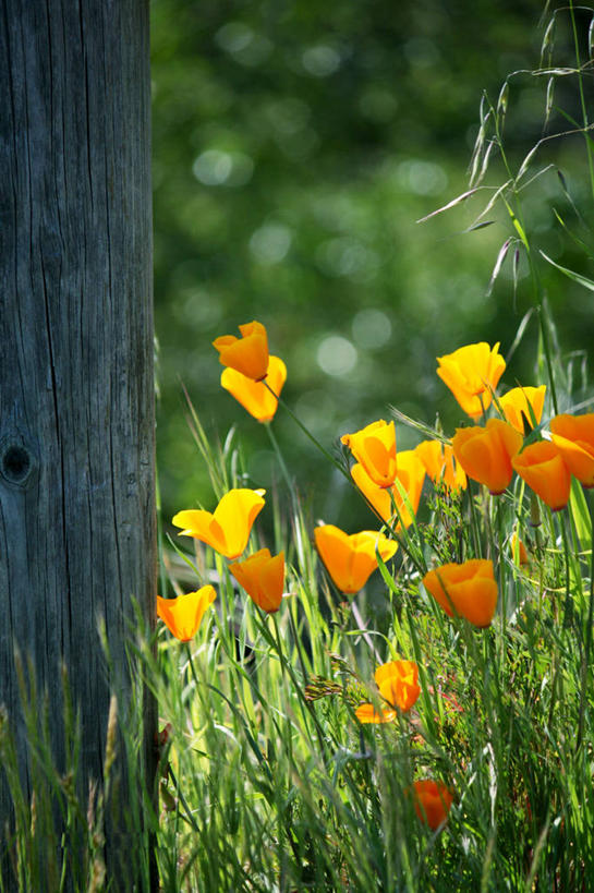 无人,竖图,室外,白天,美景,美国,木制,地形,景观,田地,茎,草,花,树干,自然,景色,摄影,脆弱,清新,加利福尼亚,自然风光,圣何塞,彩图