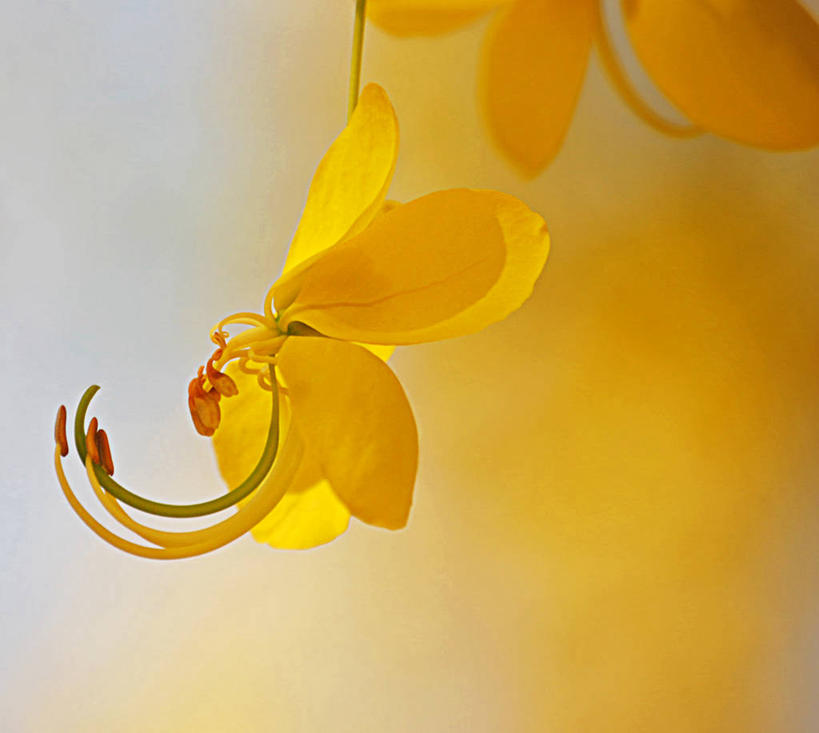 无人,横图,室外,特写,白天,墨西哥,花,花瓣,黄色,自然,摄影,脆弱,雄蕊,拉丁美洲,清新,金链花,索诺拉州,彩图