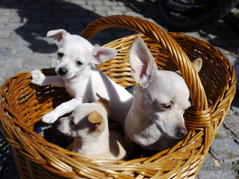 无人,横图,室外,白天,宠物,狗,德国,三只,篮子,小狗,动物,家畜,摄影,部分,彩图