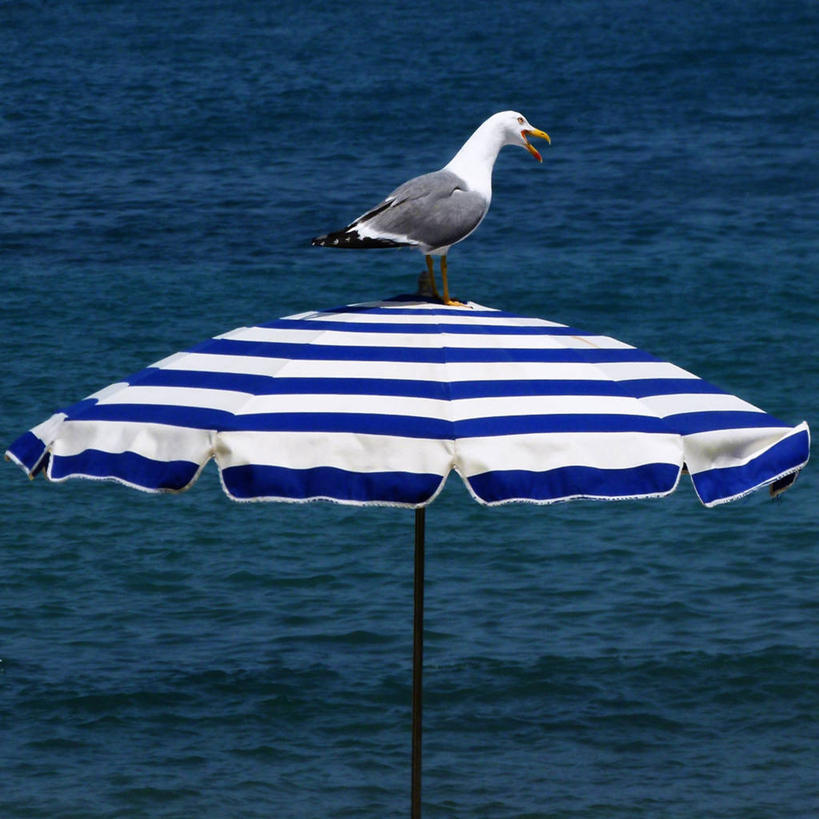 无人,方图,室外,白天,海洋,海鸟,海鸥,野生动物,法国,条纹,伞,雨伞,遮阳伞,阳伞,蓝色,动物,摄影,栖息,太阳伞,海滩,彩图,安提布