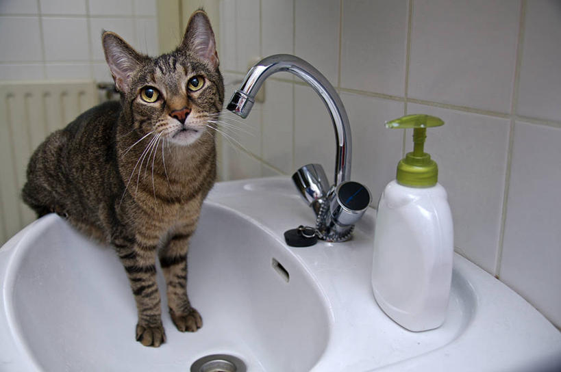 无人,横图,室内,浴室,宠物,猫,荷兰,吊挂,悬挂,水槽,水龙头,洗手池,挂,白色,家畜,摄影,卫生,肖像,皂液器,斑纹猫,鹿特丹,彩图