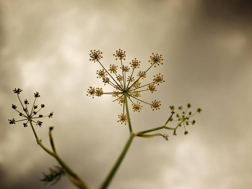 无人,横图,室外,白天,仰视,松树,美国,花,自然,摄影,生长,脆弱,杉树,坚定,俄勒冈州,波特兰,长寿,贞洁,彩图,低角度拍摄,铁杉