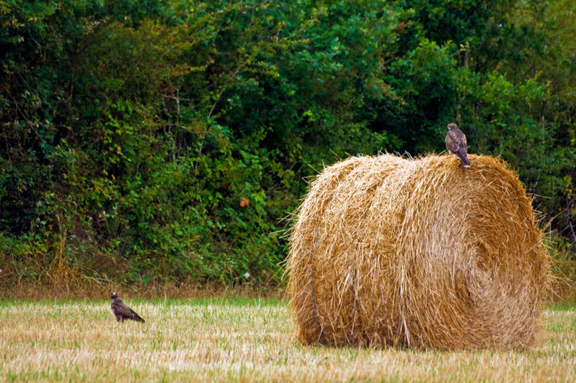 无人,横图,室外,白天,农业,野生动物,法国,鸟类,田地,干草,树,自然,动物,草垛,两只,卷起,摄影,栖息,干的,干草垛,旺代省,彩图