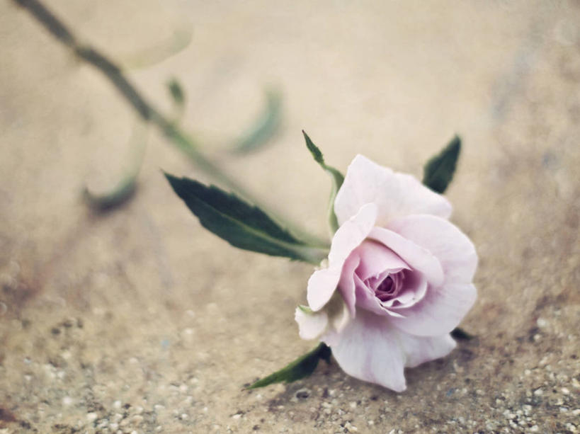 无人,横图,室外,白天,叶子,西班牙,盛开,花蕾,花,花瓣,花朵,鲜花,一朵,粉色,自然,花苞,花蕊,摄影,失望,脆弱,彩图