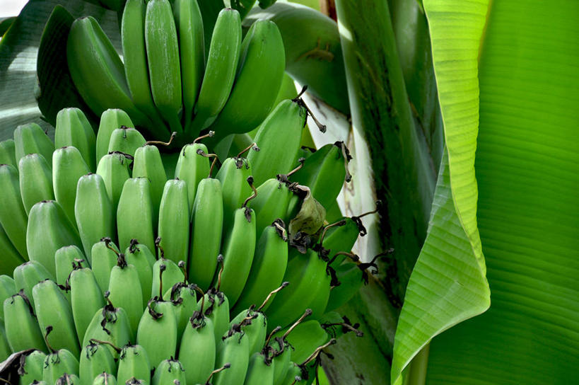 无人,横图,室外,特写,白天,香蕉,菲律宾,许多,丰富,很多,饮食,绿色,摄影,香蕉叶,清新,健康食物,彩图