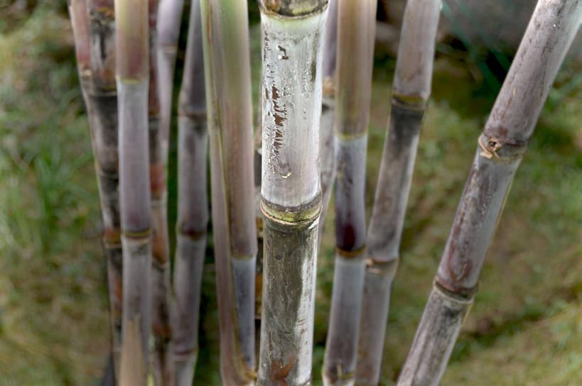 无人,横图,室外,特写,白天,菲律宾,茎,甘蔗,自然,摄影,生长,清新,彩图