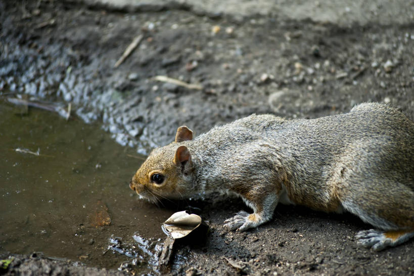 无人,横图,室外,特写,白天,水,野生动物,美国,喝,松鼠,摄影,波士顿,马萨诸塞,彩图