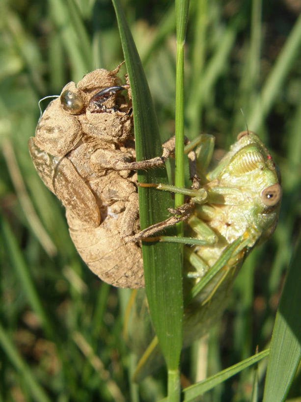 无人,竖图,室外,特写,白天,蝉,野生动物,法国,昆虫,茎,葡萄园,草,摄影,埃罗,彩图