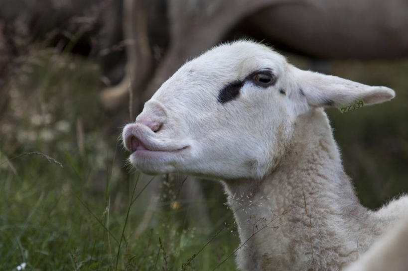 无人,横图,室外,特写,白天,荷兰,草,自然,摄影,牲畜,绵羊,彩图
