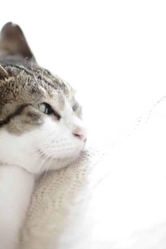 无人,竖图,特写,留白,白色背景,侧面,纯洁,宠物,休息,放松,可爱,童年,童趣,摄影,童真,烂漫,无邪,斑纹猫,天真,彩图,影棚拍摄