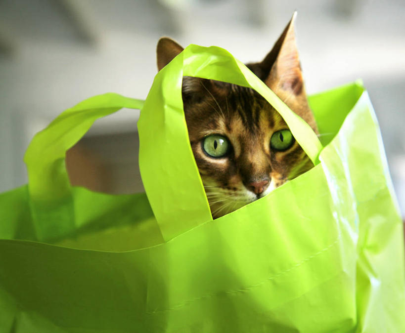 无人,横图,室内,特写,白天,宠物,猫,英国,购物袋,绿色,动物,把手,家畜,摄影,肖像,威尔士,彩图,窥视,好奇心