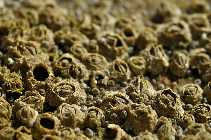 无人,横图,室外,特写,白天,贝壳,英国,自然,摄影,石砌,肌理,诺森伯兰郡,岩石,彩图