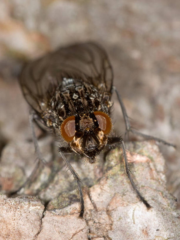 无人,竖图,室外,特写,白天,正面,野生动物,西班牙,昆虫,动物,摄影,干的,益虫,彩图