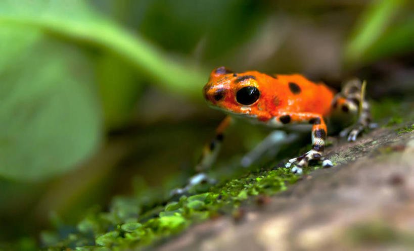 无人,横图,室外,白天,野生动物,叶子,苔藓,首都,自然,动物,摄影,有毒,巴拿马城,毒标枪蛙,毒箭蛙,箭毒蛙,草莓毒刺蛙,草莓箭毒蛙,彩图,博卡斯德尔托罗省