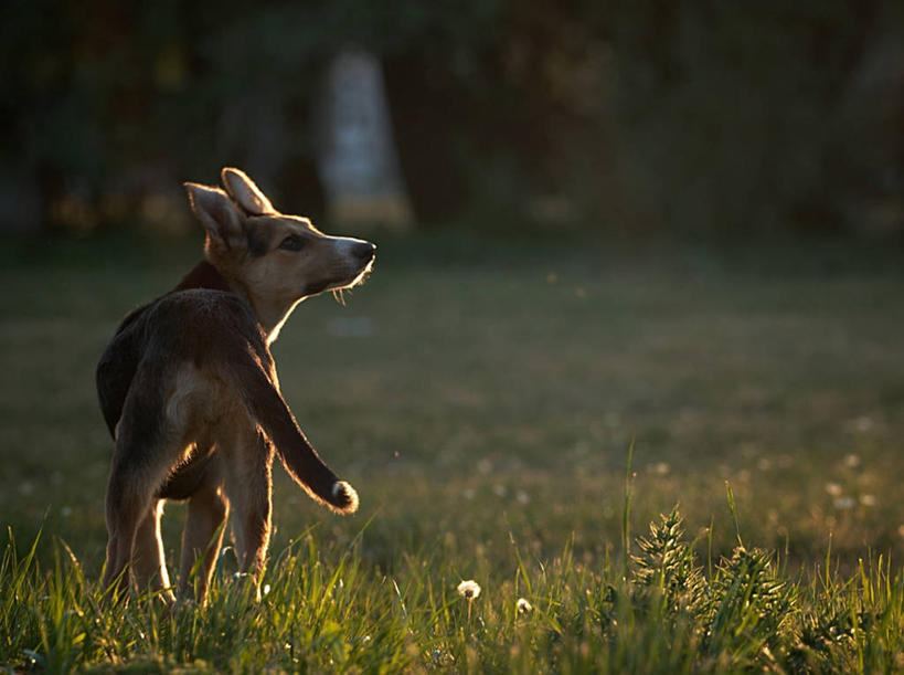 无人,站,横图,室外,白天,风,狗,阿根廷,光,首都,闻,草,动物,家畜,摄影,布宜诺斯艾利斯,彩图