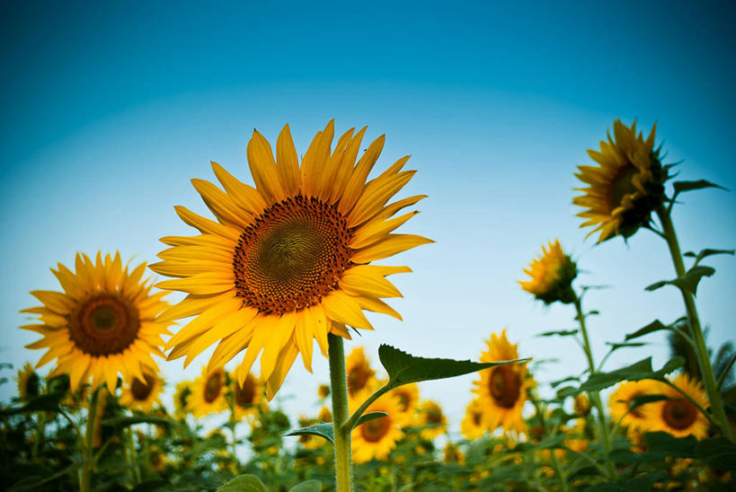 无人,横图,室外,白天,美景,向日葵,印度,庭院,景观,花,花瓣,黄色,自然,景色,摄影,生长,脆弱,清新,自然风光,万里无云,安得拉邦,海得拉巴,彩图