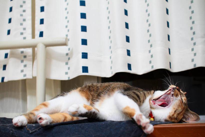 无人,躺,横图,室内,懒惰,窗帘,宠物,猫,日本,打哈欠,张嘴,家畜,放松,摄影,张大嘴巴,张开嘴,彩图