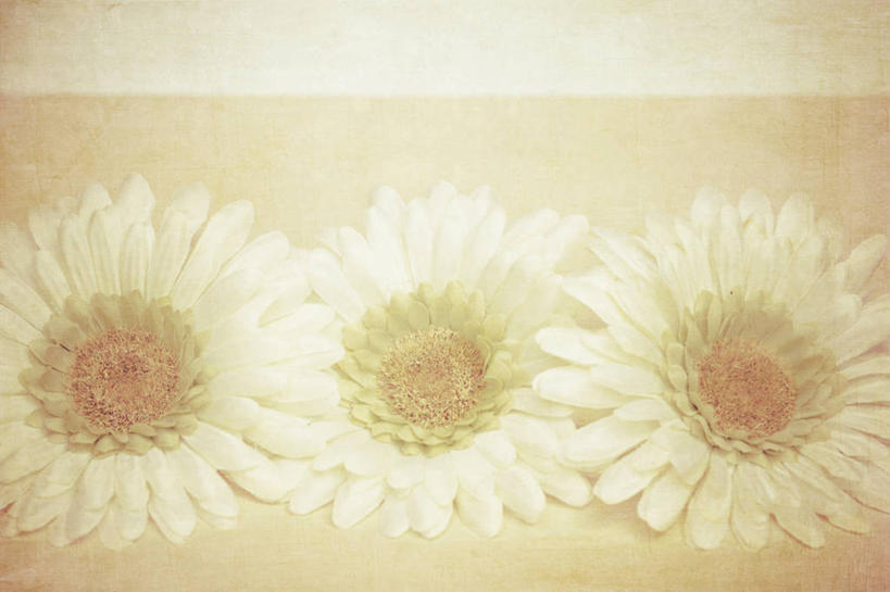 无人,横图,特写,美国,一排,整齐,纹路,纹理,非洲雏菊,雏菊,花瓣,排列,三个,摄影,脆弱,队列,清新,俄勒冈州,肌理,彩图,影棚拍摄