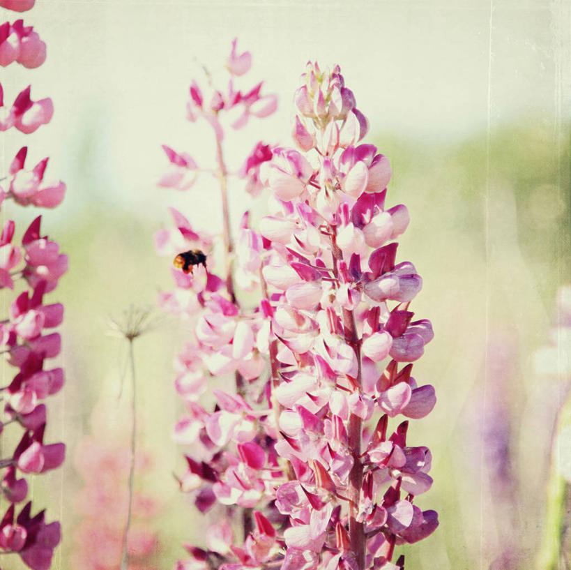 无人,横图,室外,特写,白天,野生动物,蜜蜂,丹麦,昆虫,花,摄影,脆弱,清新,白羽扇豆,彩图