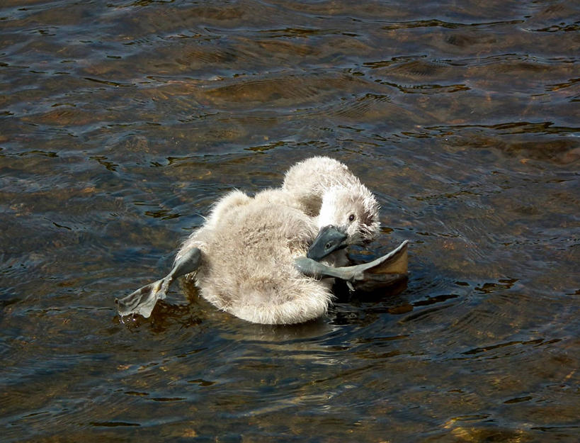 无人,坐,横图,室外,白天,水,野生动物,天鹅,英国,鸟类,动物,摄影,奋斗,彩图,小天鹅,利明顿