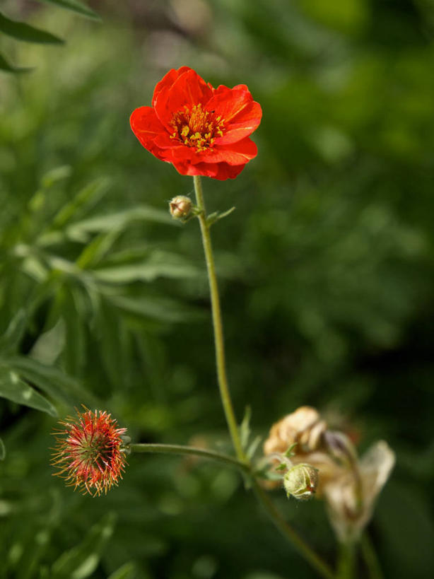 无人,竖图,室外,特写,白天,美国,茎,花蕾,花,花瓣,红色,绿色,自然,摄影,生长,脆弱,雄蕊,清新,科罗拉多州,科罗拉多斯普林斯,彩图