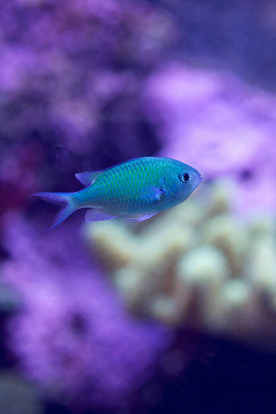 无人,竖图,水下,水,西班牙,巴塞罗那,鱼类,水族馆,蓝色,紫色,动物,摄影,彩图